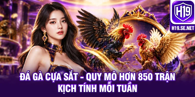 Đá Gà Cựa Sắt - Quy Mô Hơn 850 Trận Kịch Tính Mỗi Tuần